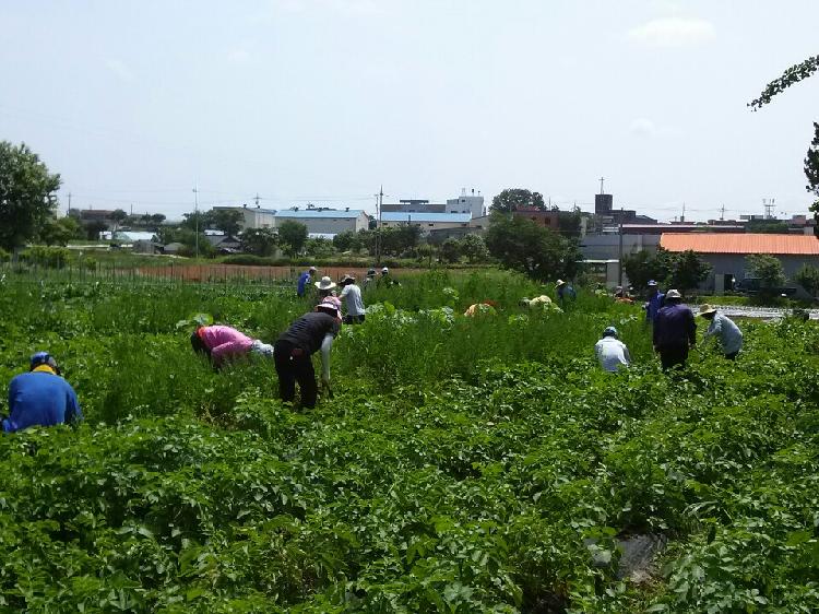 감자밭_제초작업_1