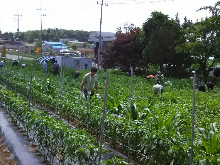 감자밭_제초작업_2