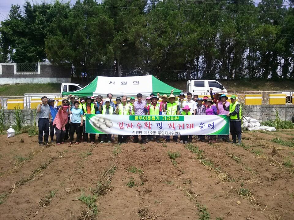 감자수확및직거래_1