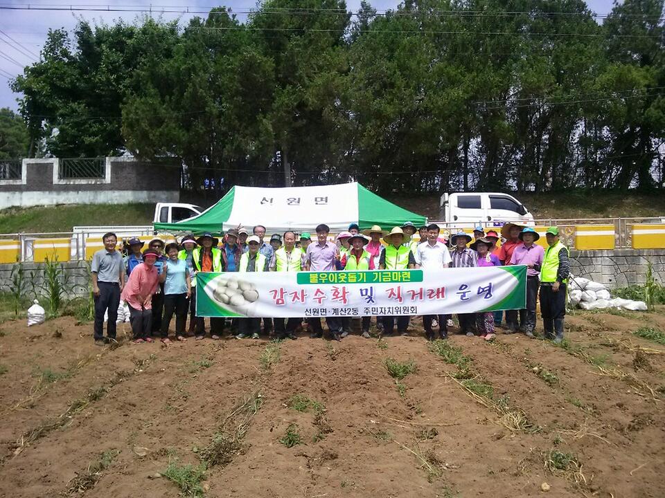 감자수확및직거래_2