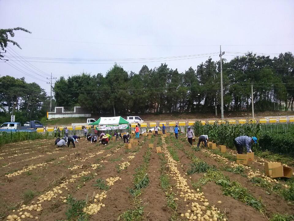 감자수확및직거래_3