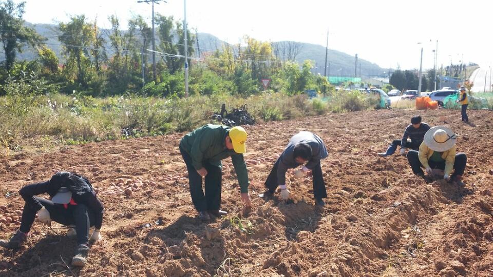 고구가_수확행사_사진