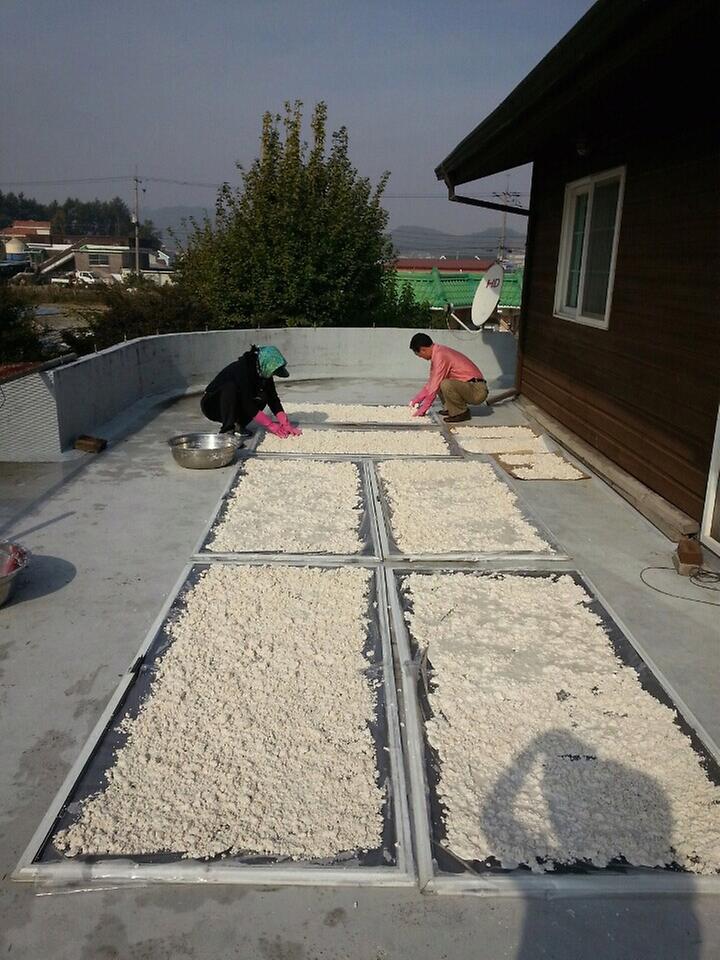 고구마_녹말가루_건조과정