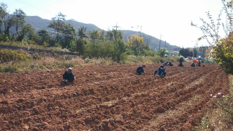 고구마수확행사_사진