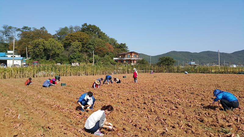 교육지원청_직원들이_건평리_농가에서_고구마_수확을_하고_있다