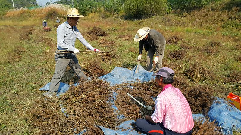 이장과직원들이_들깨를_털고_있는_모습