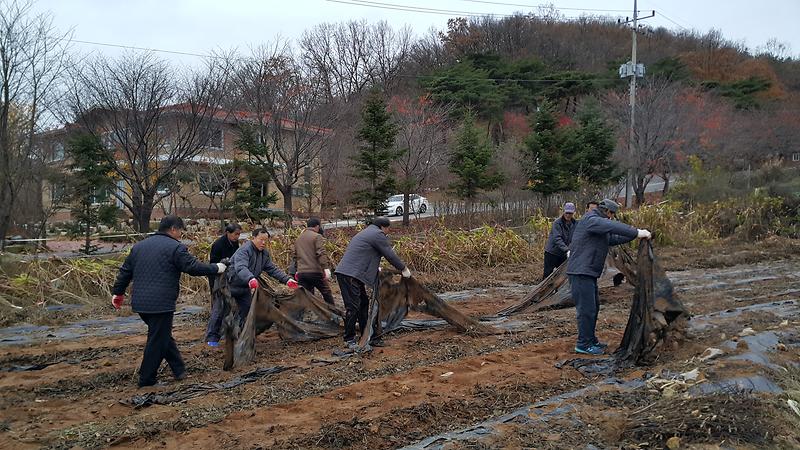 양도면이장단에서_하일리한_밭의_영농폐비닐을_수거하고_있다