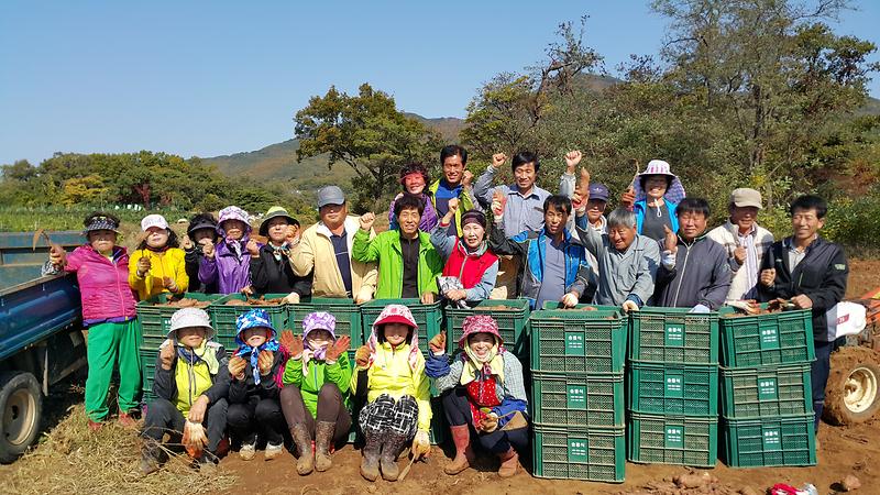 양도면주민자치위원회에서_고구마수확후기념촬영을하고있다