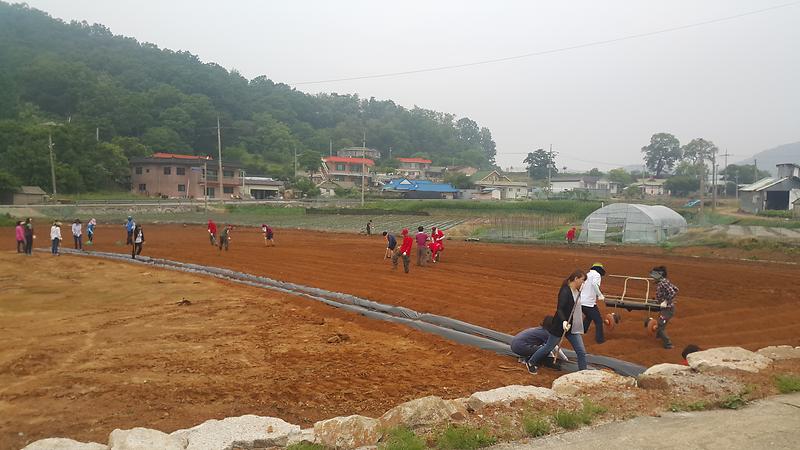 인천북부교육지원청_직원들과_지역_군인들이_능내리의_한_고구마_밭에서_비닐을_깔고_있다