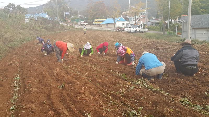 지역사회보장협의체_고구마_10