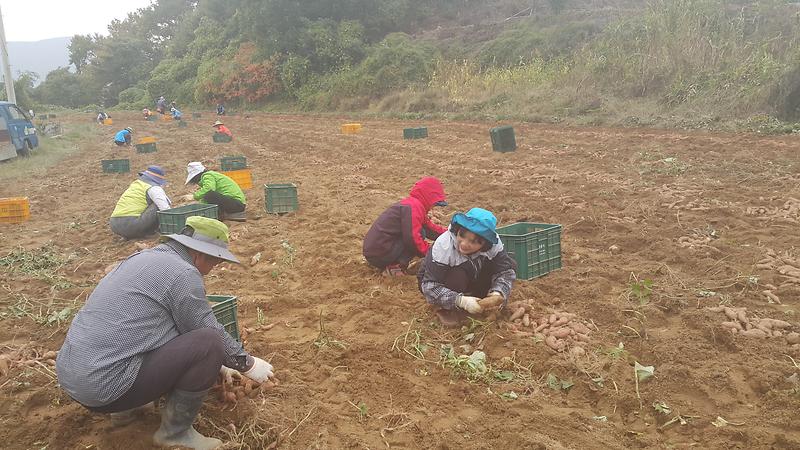 지역사회보장협의체_고구마_10