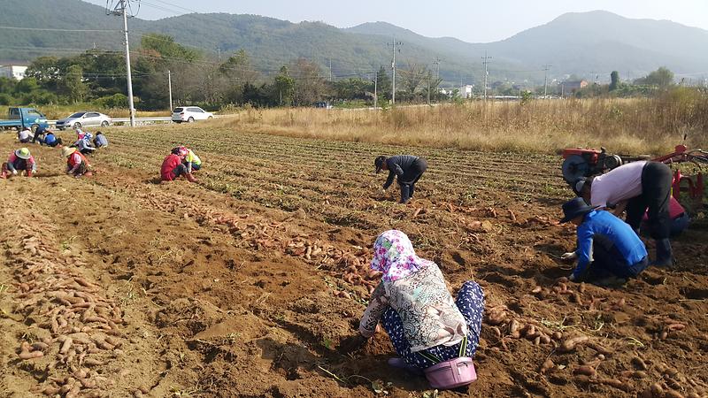 양도면_주민자치위원회에서_고구마를_수확하고_있다