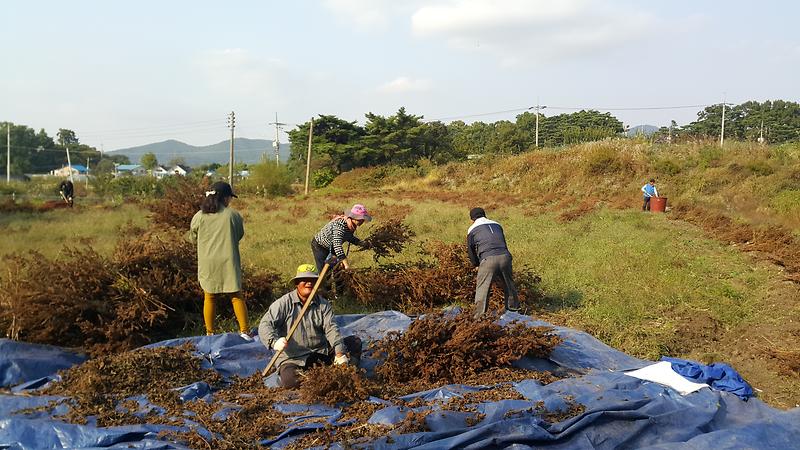 양도면이장단이_들깨를_털기_위해_도리깨질을_하고_있다