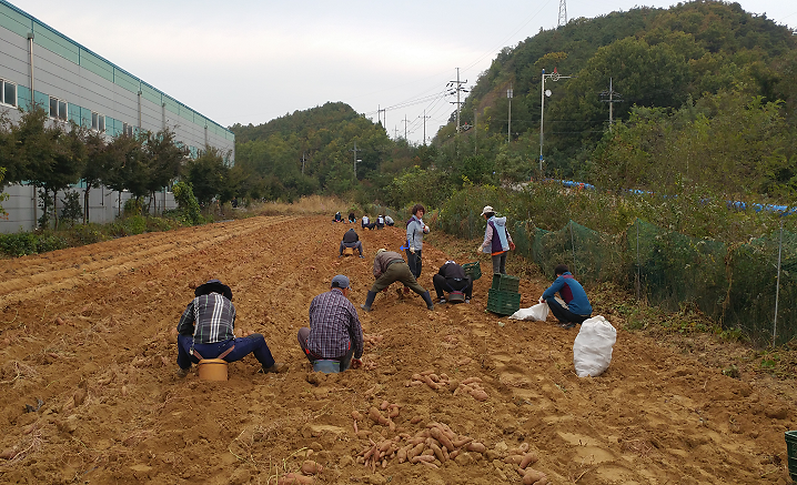 2017_불우이웃돕기_기금마련_고구마_캐기