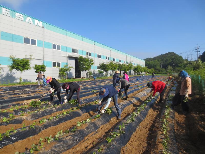 고구마_식재_(3)