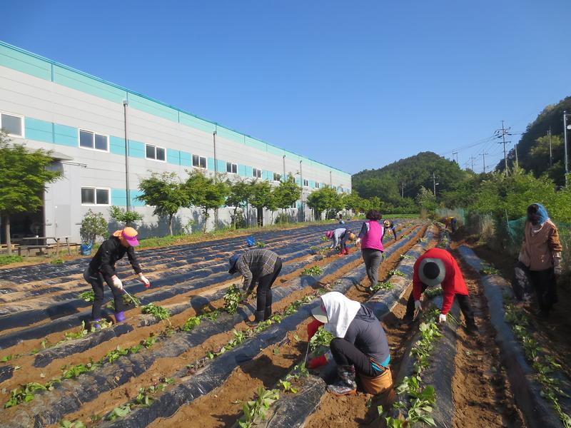 고구마_식재_(6)