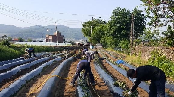 주민자치_고구마_심기_(2)