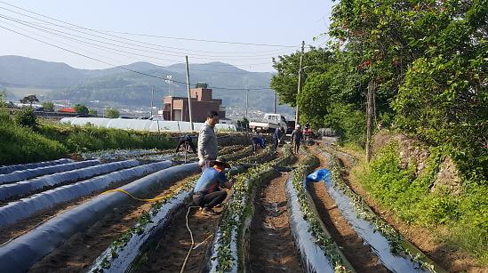 주민자치_고구마_심기_(4)