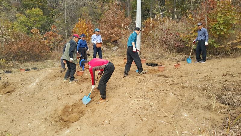 나무_식재_사진_1부