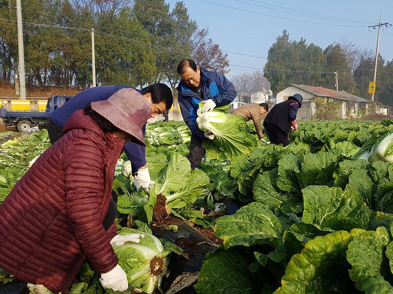 배추수확111