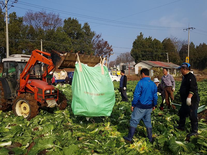 배추수확3333