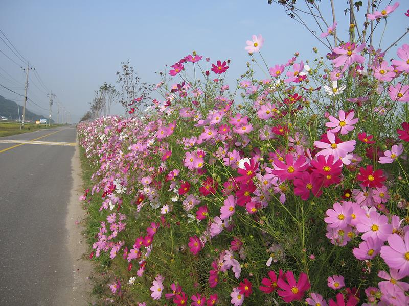 가을정취_코스모스_(1)