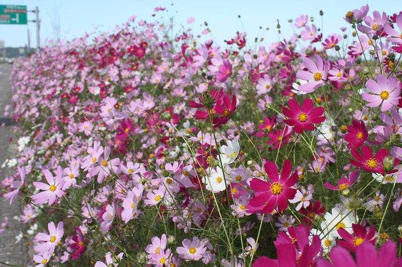 가을정취_코스모스_(2)