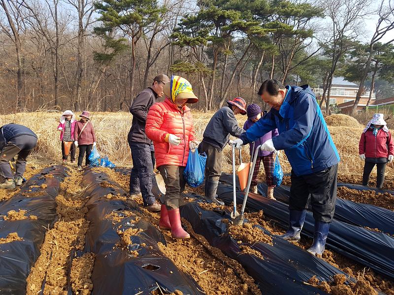 감자파종1