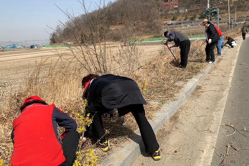 내가면_개나리꽃길_정비