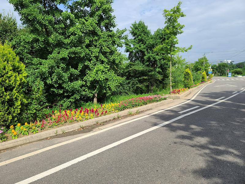 부근삼거리_앞_여름철_꽃_식재
