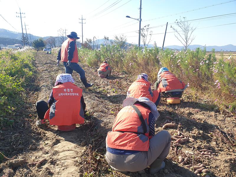하점면_지역사회보장협의체_고구마_수확(10