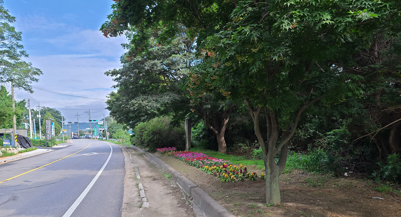 하점면사무소_앞_여름꽃_식재