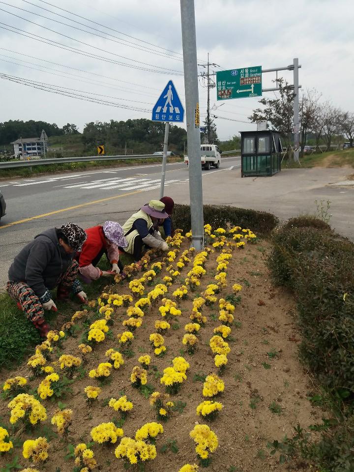 선원면_해안도로변_국화꽃_가로화단_조성_사진1