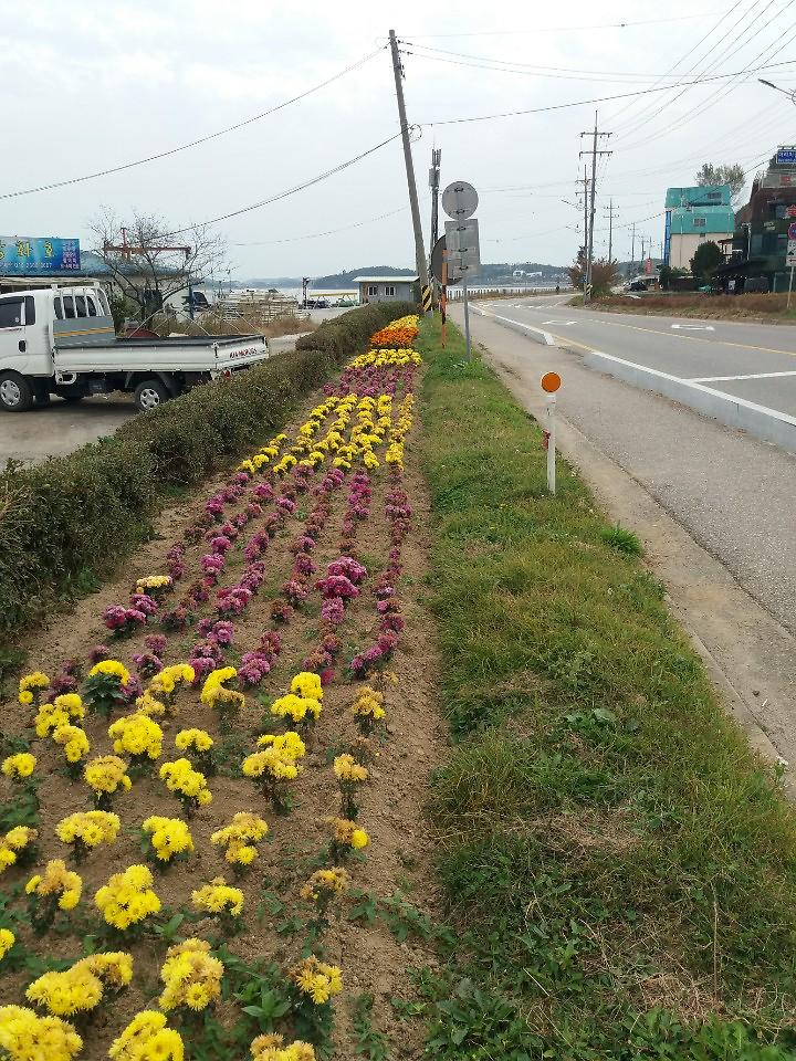 선원면_해안도로변_국화꽃_가로화단_조성_사진2