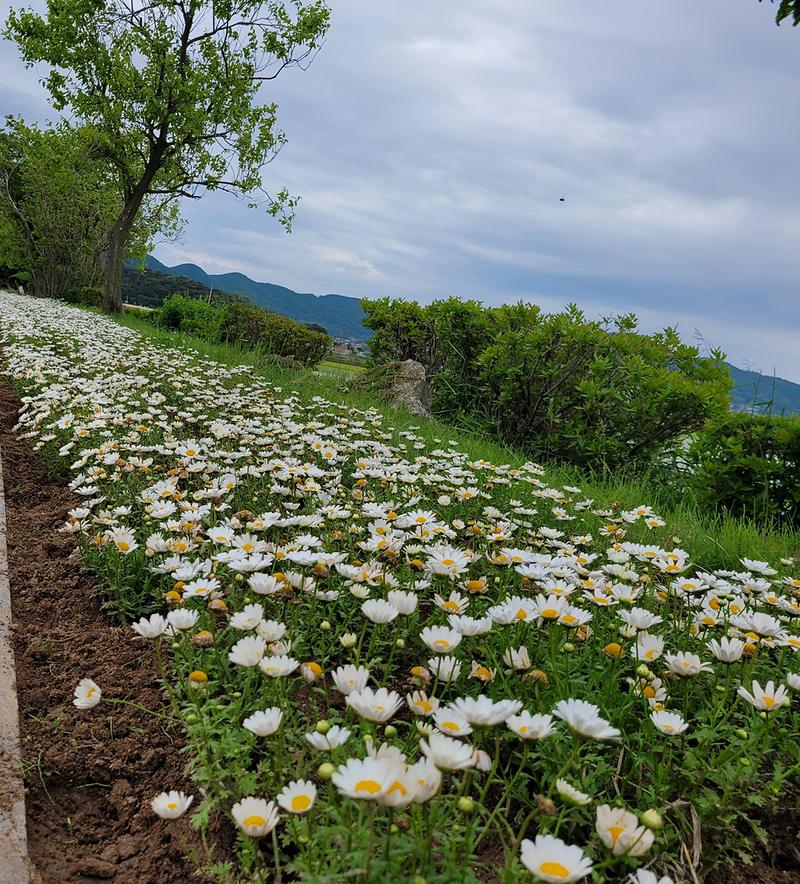 화도면_꽃밭2