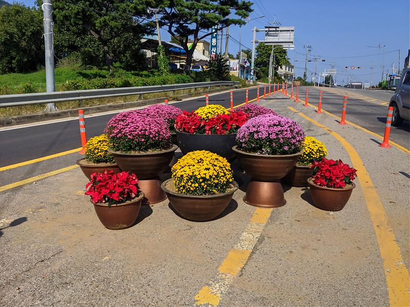 인산삼거리국화