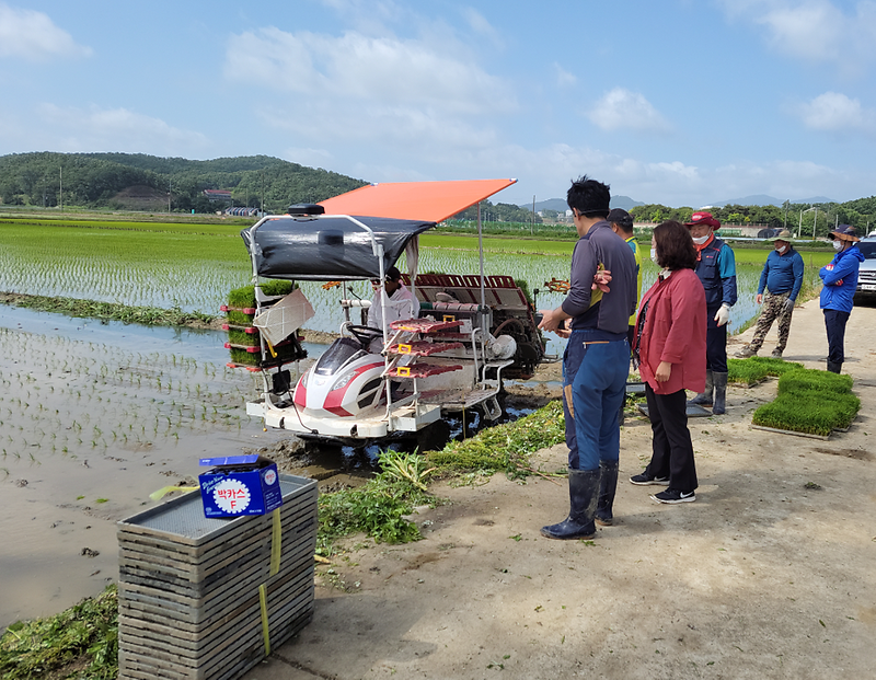 주민자치모내기2