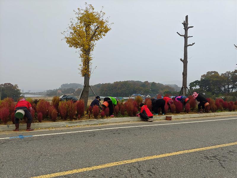 생활개선회댑싸리화단정비2