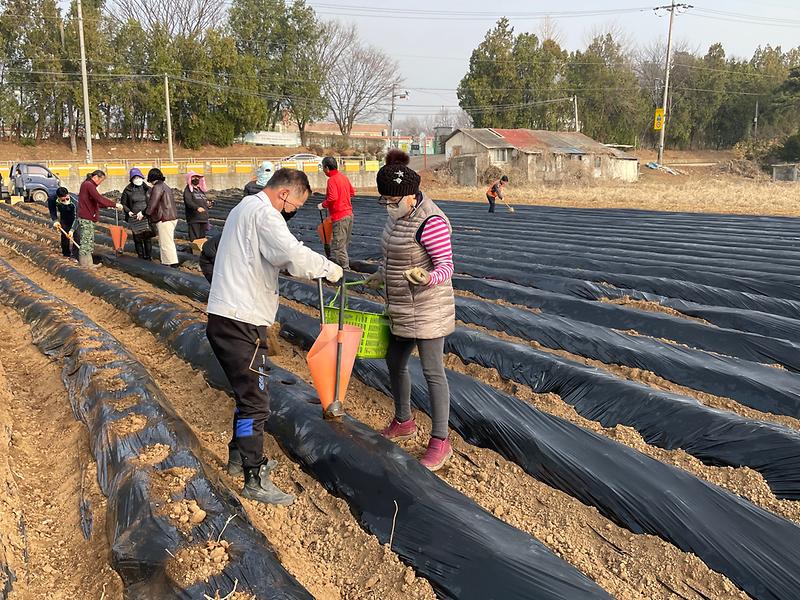 선원면주민자치위원들이_감자심기를하고있다1