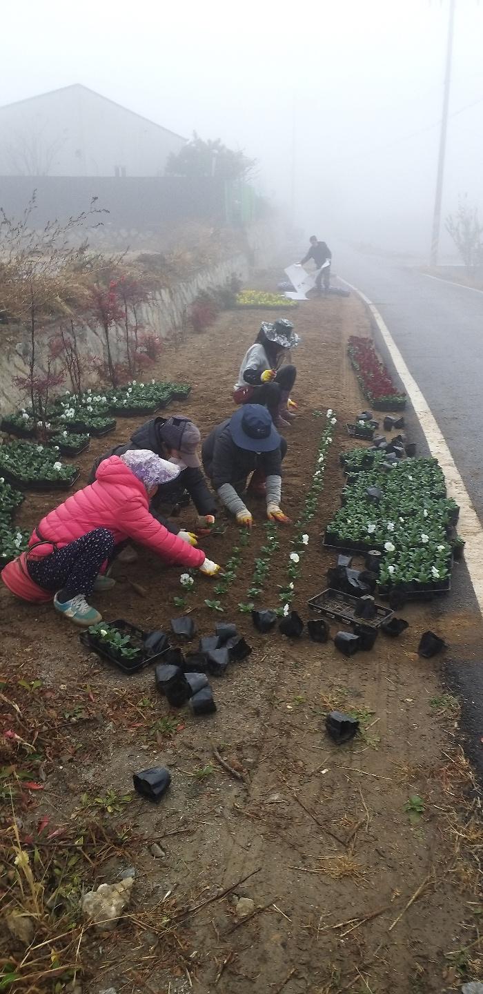 겨울팬지_식재1