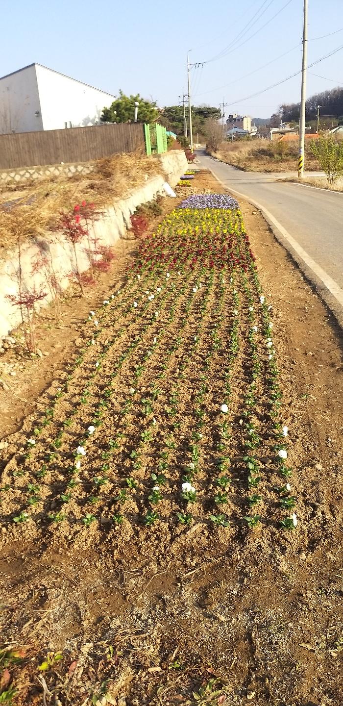 겨울팬지_식재2