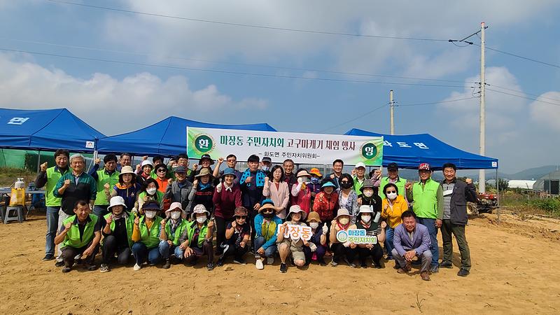 화도면_주민자치위원회,_고구마캐기_체험행사_개최2