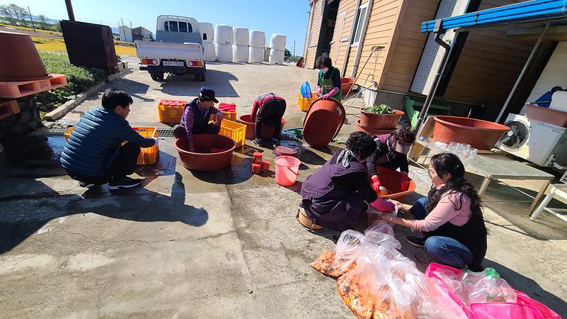 화도면_주민자치위원회_순무담그기행사2