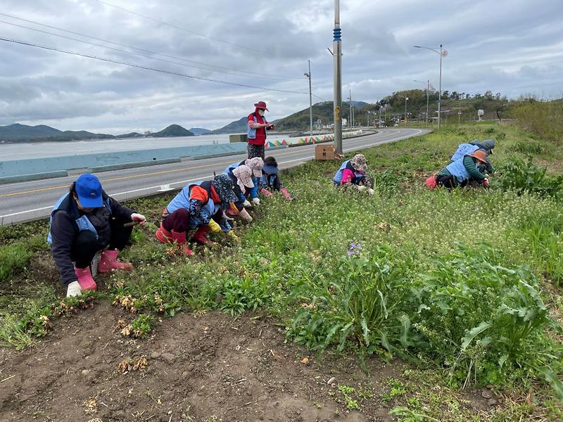 제초작업(자총)