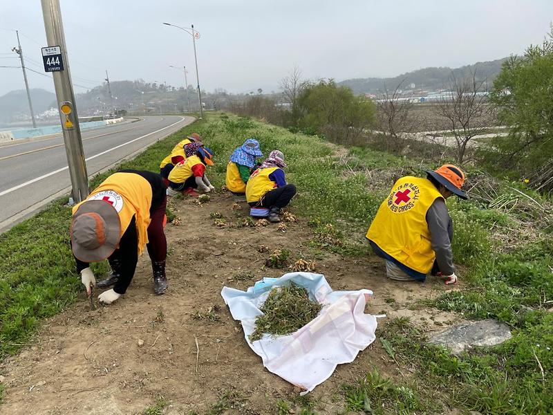 적십자제초작업2