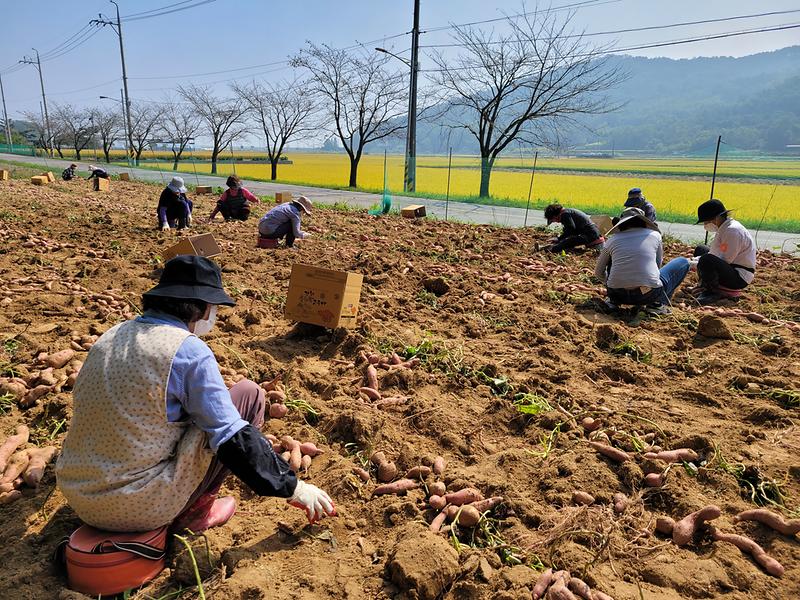 지역사회보장협의체_고구마_캐기_행사_사진