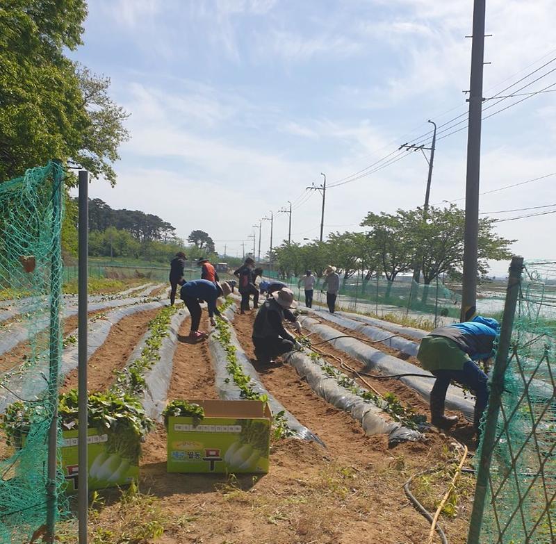 지역사회보장협의체_고구마순_식재