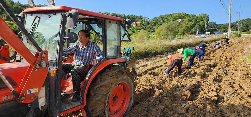주민자치_고구마_수확