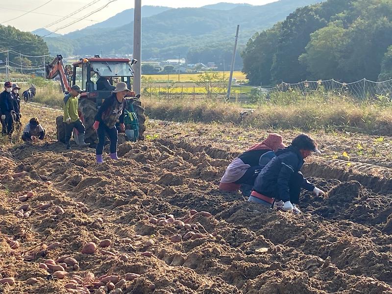 주민자치_고구마_수확_2