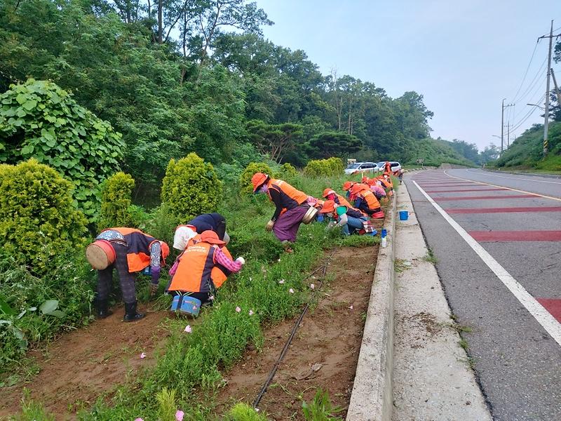 농주모제초작업